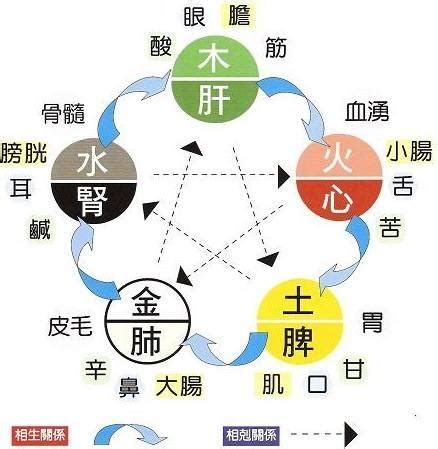 五臟六腑五行|五臟六腑